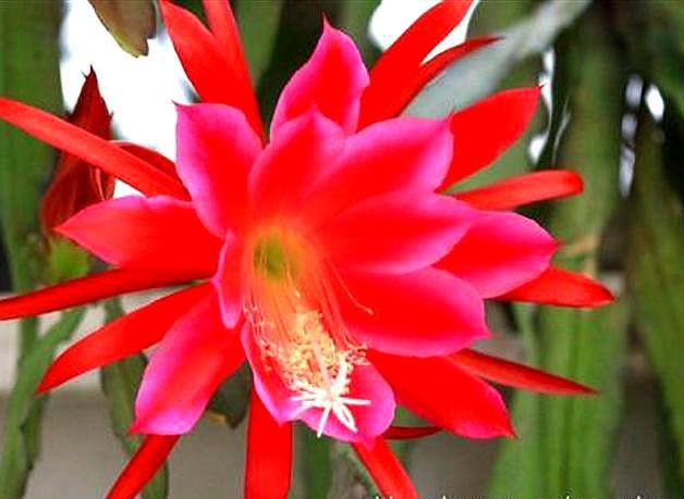 使用倒插的方法繁殖令箭荷花,学会这3个步骤,让它的成活率增大(令箭荷花的花芽)