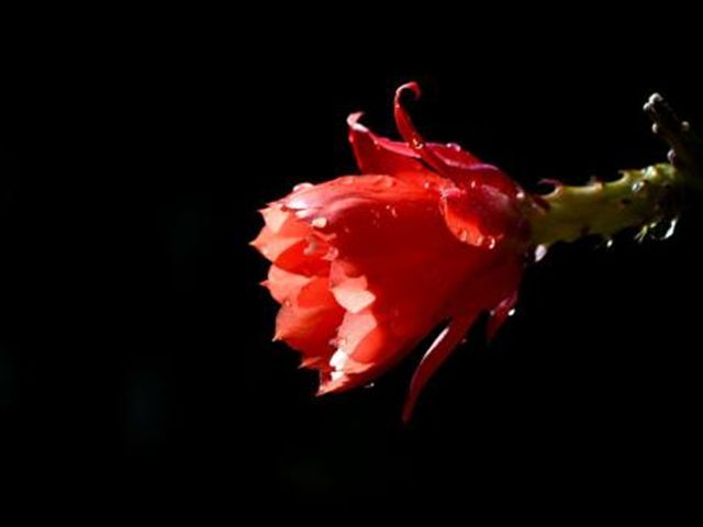 使用倒插的方法繁殖令箭荷花,学会这3个步骤,让它的成活率增大(令箭荷花的花芽)