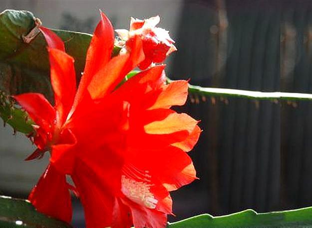 使用倒插的方法繁殖令箭荷花,学会这3个步骤,让它的成活率增大(令箭荷花的花芽)