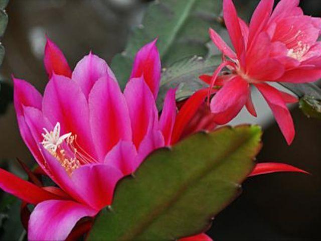 使用倒插的方法繁殖令箭荷花,学会这3个步骤,让它的成活率增大(令箭荷花的花芽)