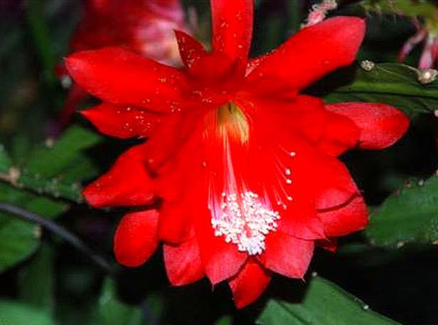 使用倒插的方法繁殖令箭荷花,学会这3个步骤,让它的成活率增大(令箭荷花的花芽)