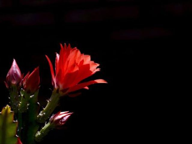 使用倒插的方法繁殖令箭荷花,学会这3个步骤,让它的成活率增大(令箭荷花的花芽)