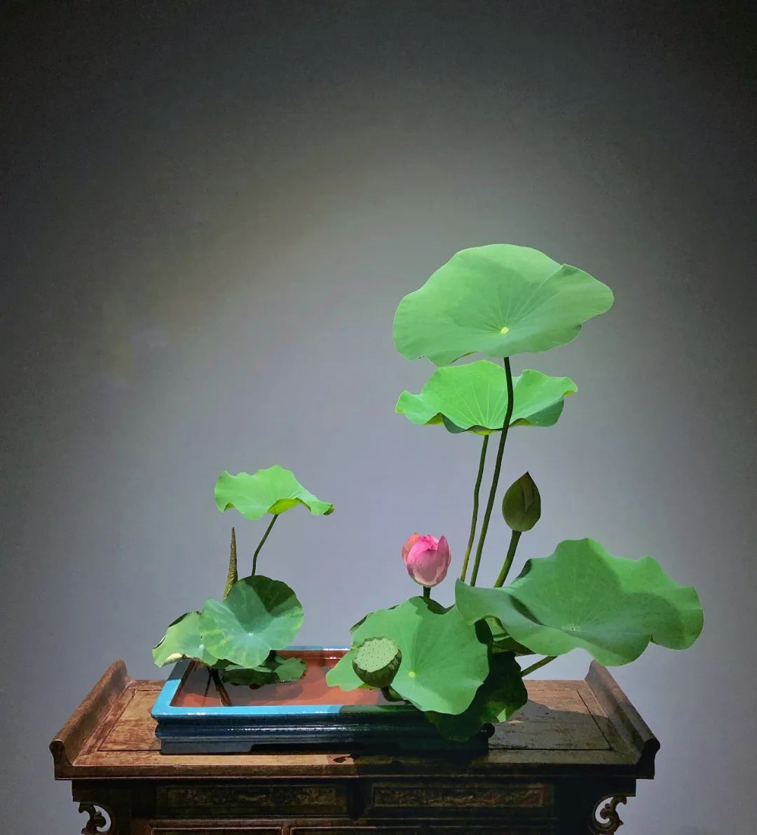 中日插花流派荷花插花荟萃,惊艳了夏日!(上)(中日插花文化对比论文)