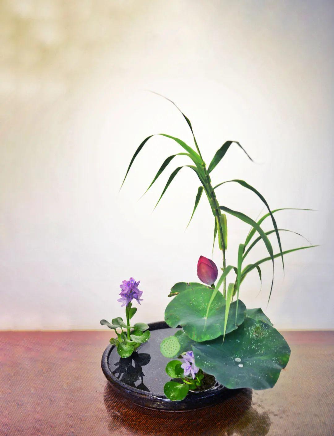 中日插花流派荷花插花荟萃,惊艳了夏日!(上)(中日插花文化对比论文)