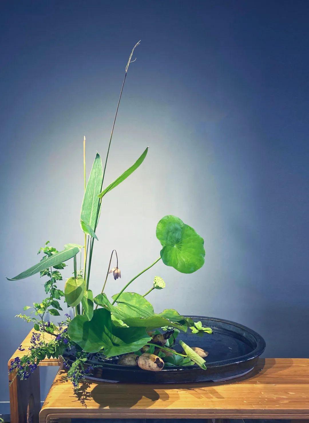 中日插花流派荷花插花荟萃,惊艳了夏日!(上)(中日插花文化对比论文)