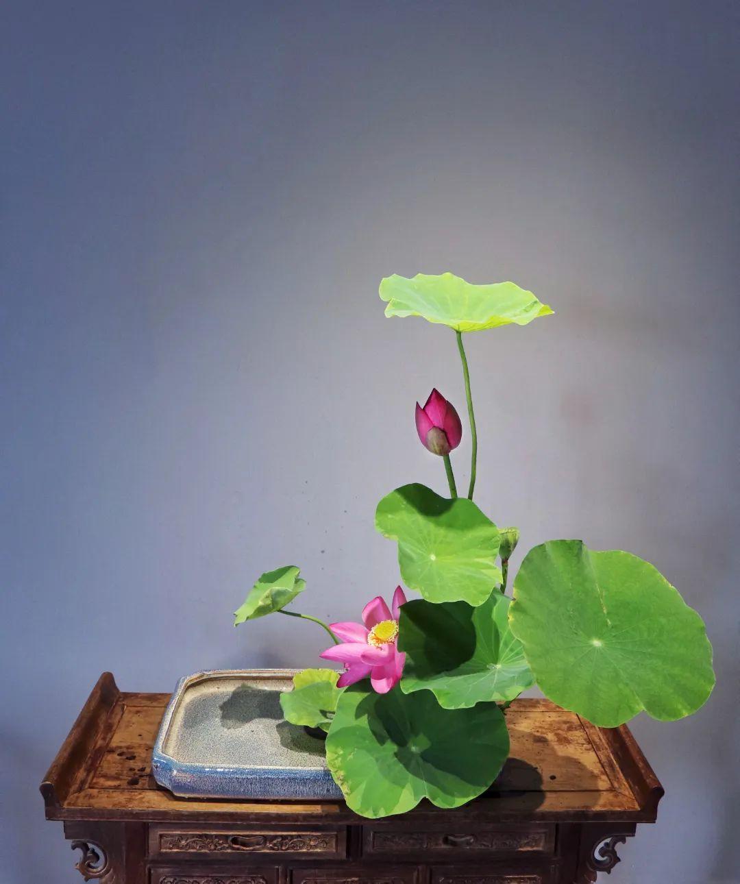 中日插花流派荷花插花荟萃,惊艳了夏日!(上)(中日插花文化对比论文)