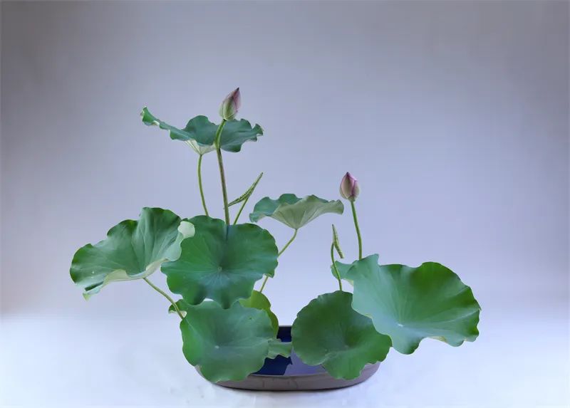 中日插花流派荷花插花荟萃,惊艳了夏日!(上)(中日插花文化对比论文)