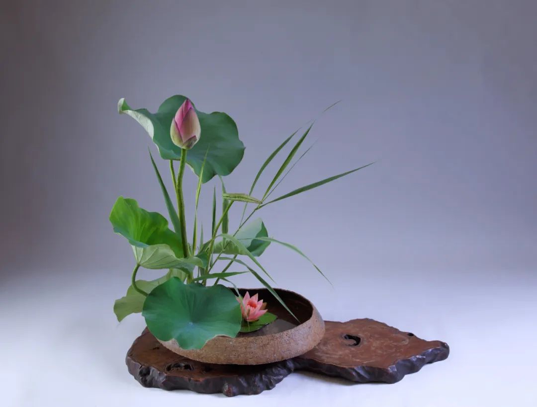 中日插花流派荷花插花荟萃,惊艳了夏日!(上)(中日插花文化对比论文)