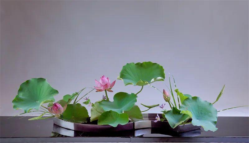 中日插花流派荷花插花荟萃,惊艳了夏日!(上)(中日插花文化对比论文)