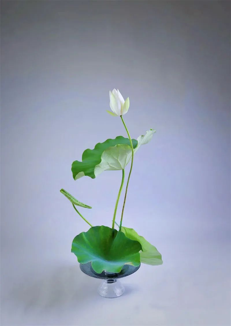 中日插花流派荷花插花荟萃,惊艳了夏日!(上)(中日插花文化对比论文)