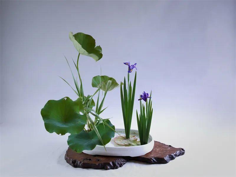 中日插花流派荷花插花荟萃,惊艳了夏日!(上)(中日插花文化对比论文)