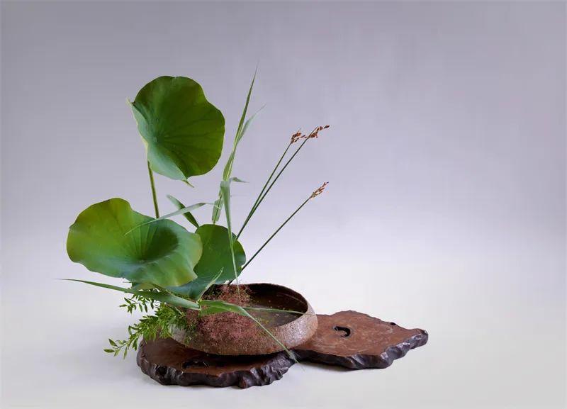 中日插花流派荷花插花荟萃,惊艳了夏日!(上)(中日插花文化对比论文)