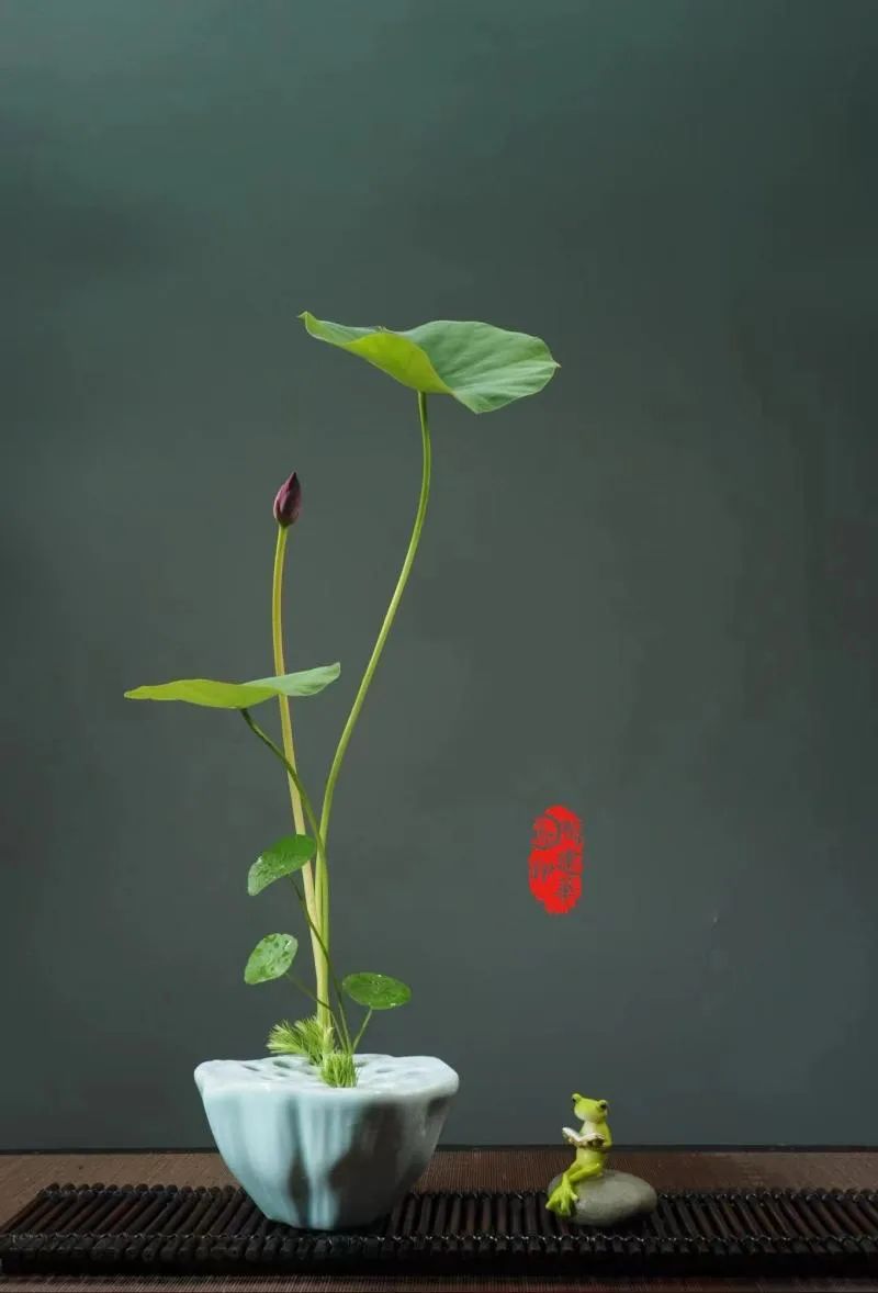 中日插花流派荷花插花荟萃,惊艳了夏日!(上)(中日插花文化对比论文)