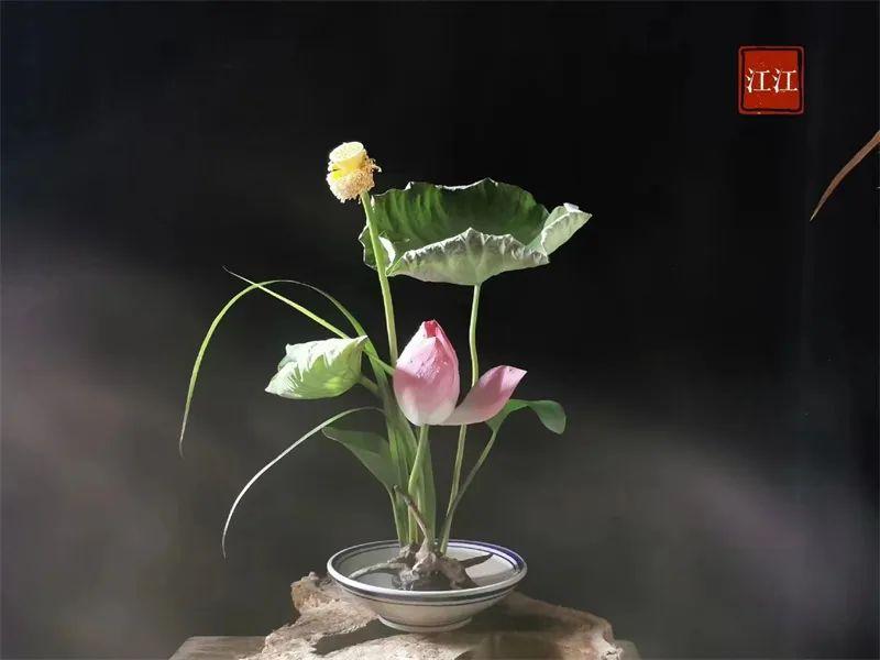 中日插花流派荷花插花荟萃,惊艳了夏日!(上)(中日插花文化对比论文)