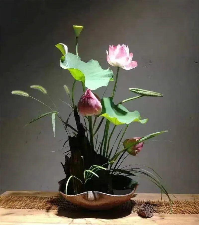 中日插花流派荷花插花荟萃,惊艳了夏日!(上)(中日插花文化对比论文)