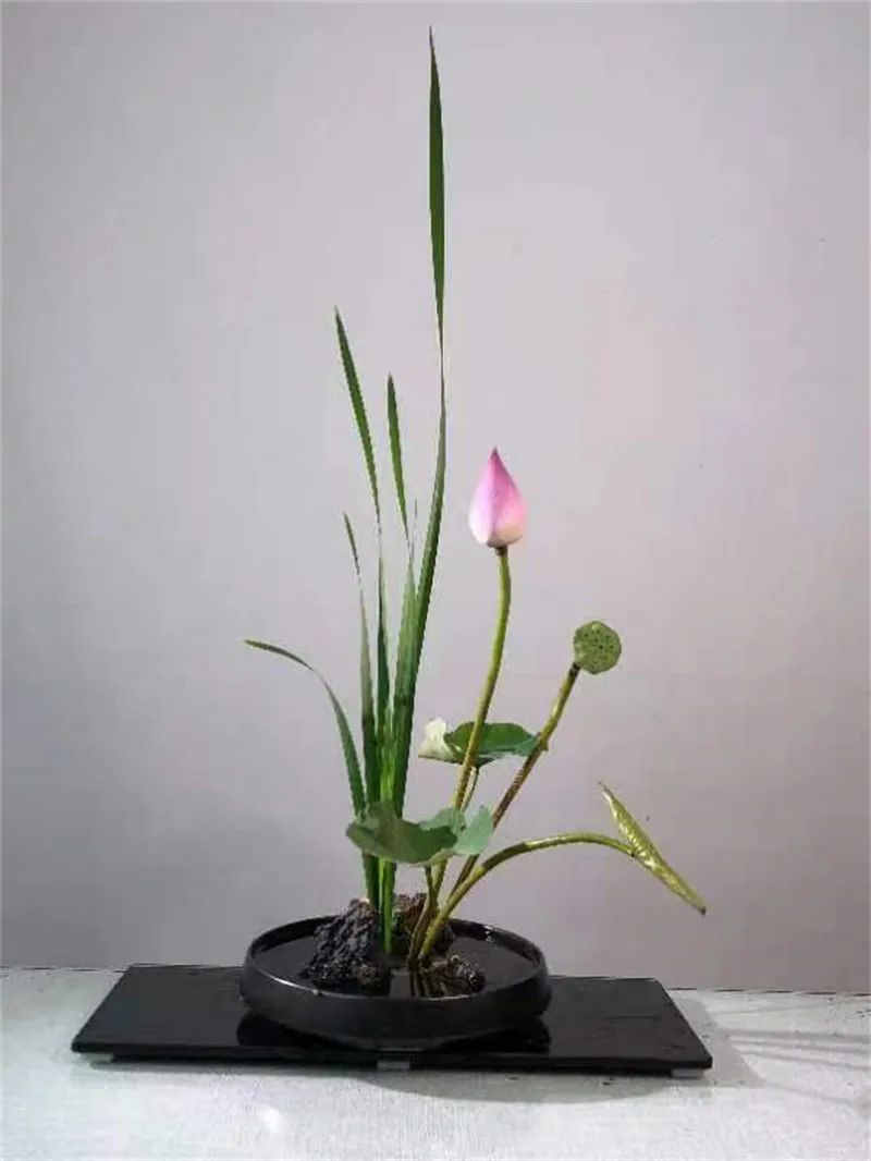 中日插花流派荷花插花荟萃,惊艳了夏日!(上)(中日插花文化对比论文)