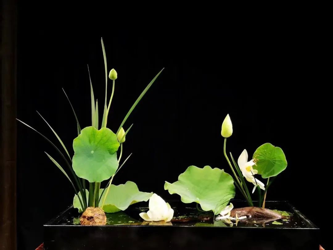 中日插花流派荷花插花荟萃,惊艳了夏日!(上)(中日插花文化对比论文)