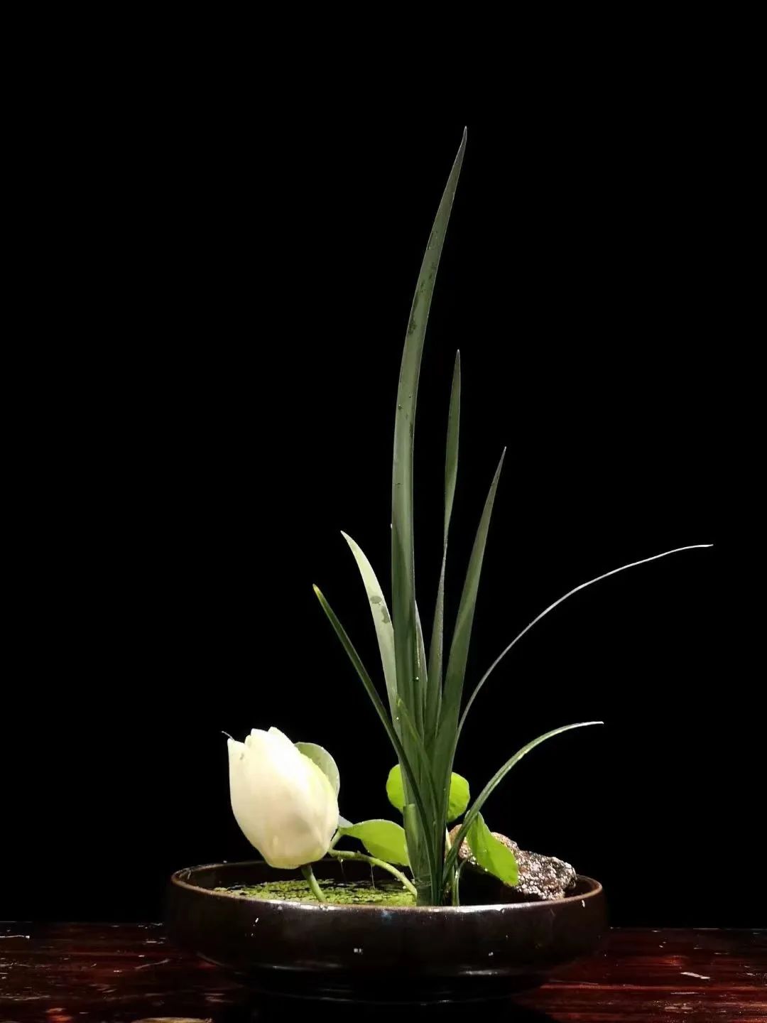 中日插花流派荷花插花荟萃,惊艳了夏日!(上)(中日插花文化对比论文)