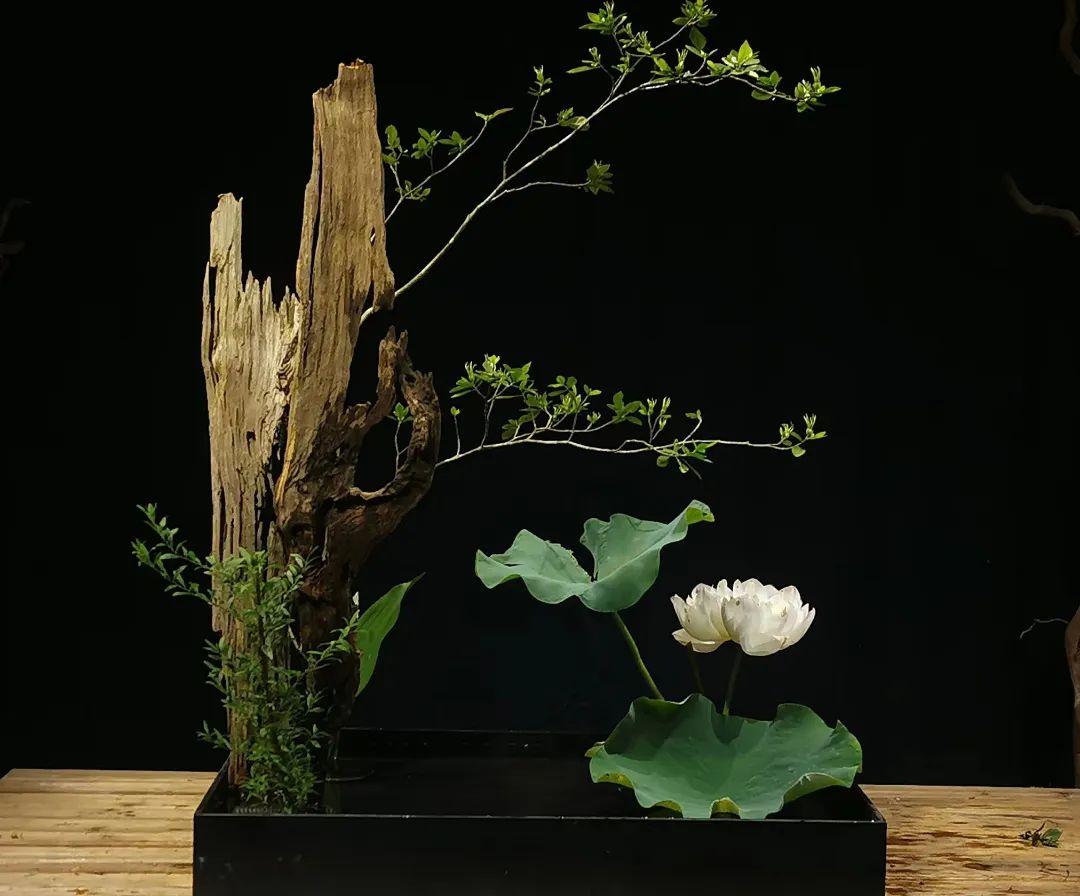 中日插花流派荷花插花荟萃,惊艳了夏日!(上)(中日插花文化对比论文)