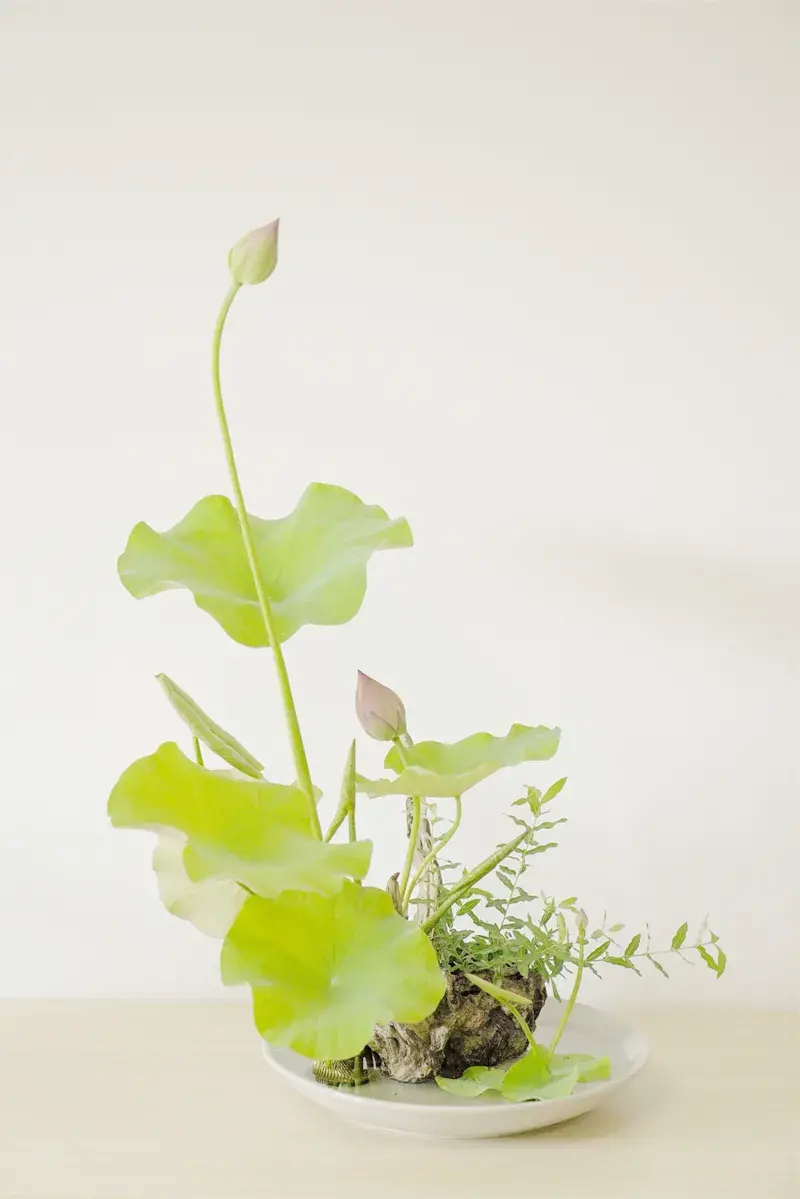 荷花插花美图第二波来袭,你最心仪哪一款?(荷花瓶插怎么养)