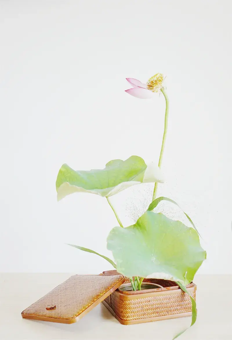 荷花插花美图第二波来袭,你最心仪哪一款?(荷花瓶插怎么养)