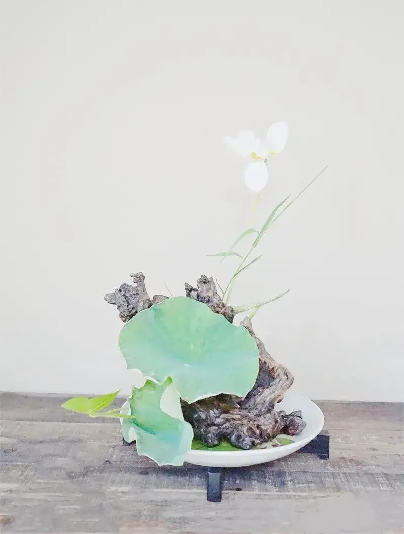 荷花插花美图第二波来袭,你最心仪哪一款?(荷花瓶插怎么养)