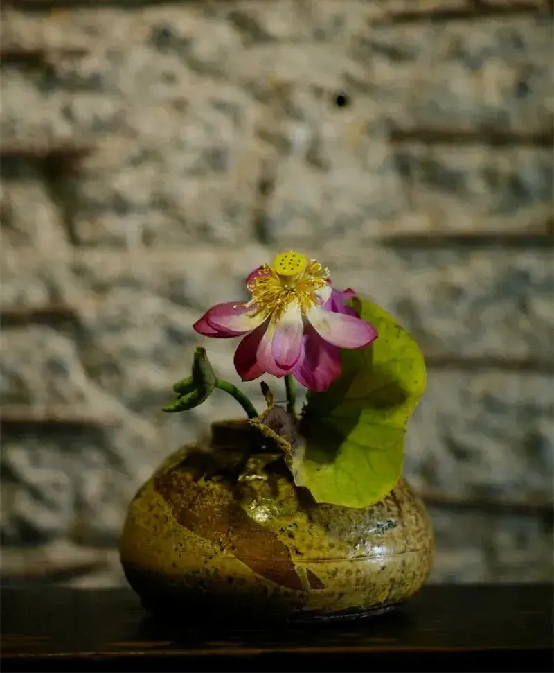 荷花插花美图第二波来袭,你最心仪哪一款?(荷花瓶插怎么养)