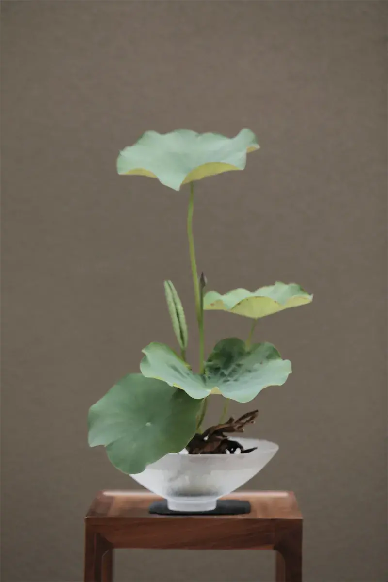 荷花插花美图第二波来袭,你最心仪哪一款?(荷花瓶插怎么养)