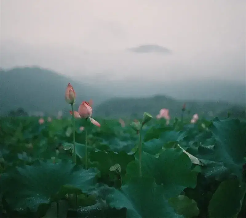 荷花插花美图第二波来袭,你最心仪哪一款?(荷花瓶插怎么养)