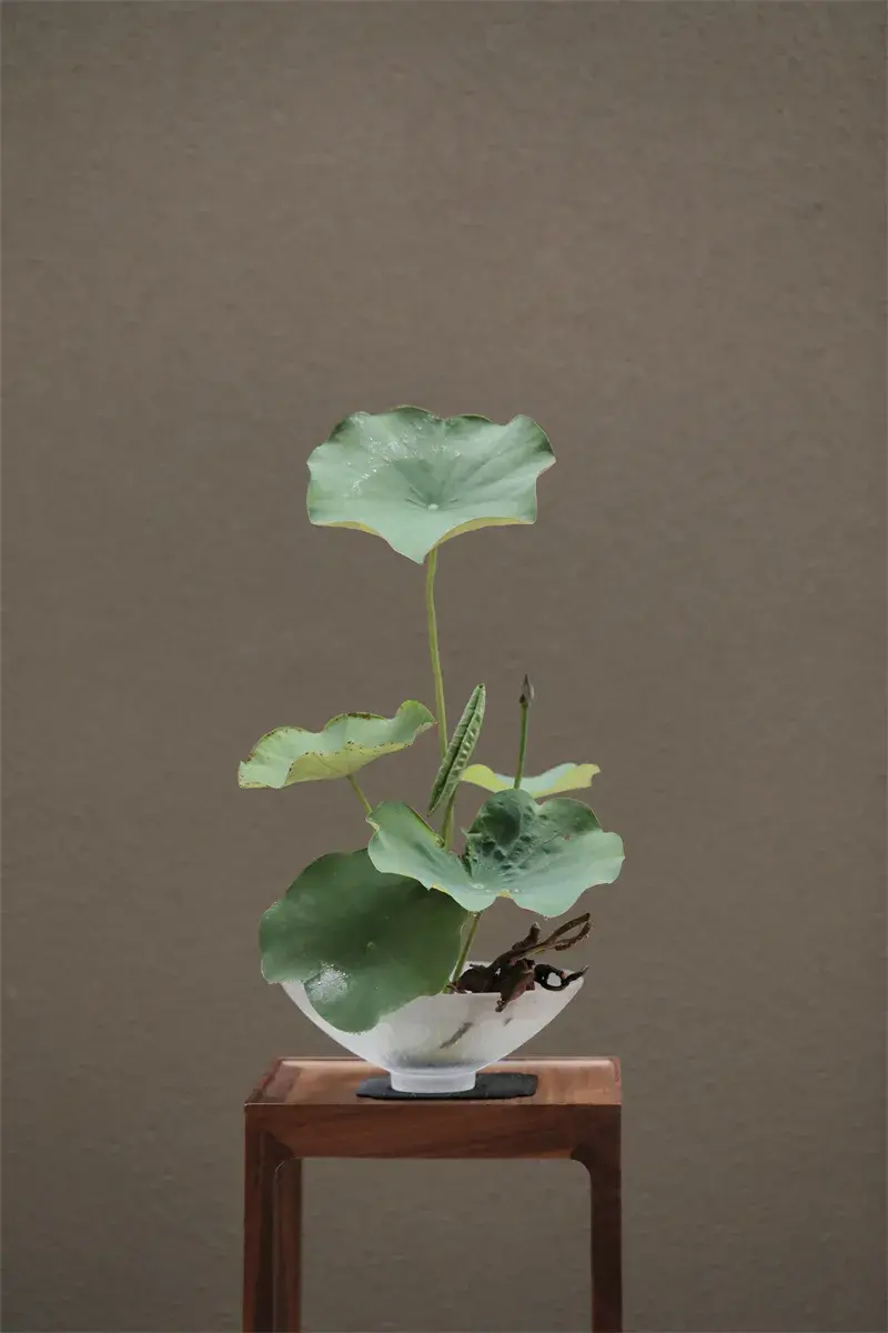 荷花插花美图第二波来袭,你最心仪哪一款?(荷花瓶插怎么养)