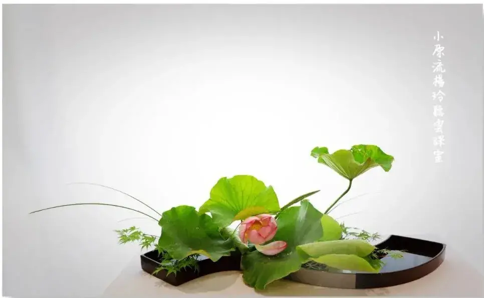 荷花插花美图第二波来袭,你最心仪哪一款?(荷花瓶插怎么养)