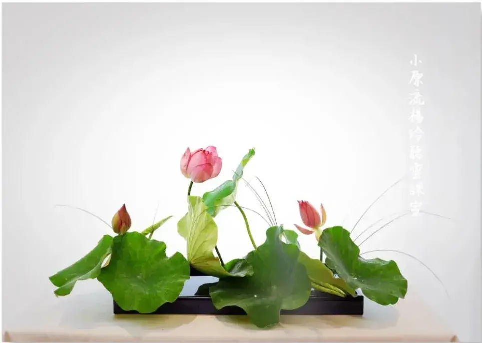 荷花插花美图第二波来袭,你最心仪哪一款?(荷花瓶插怎么养)