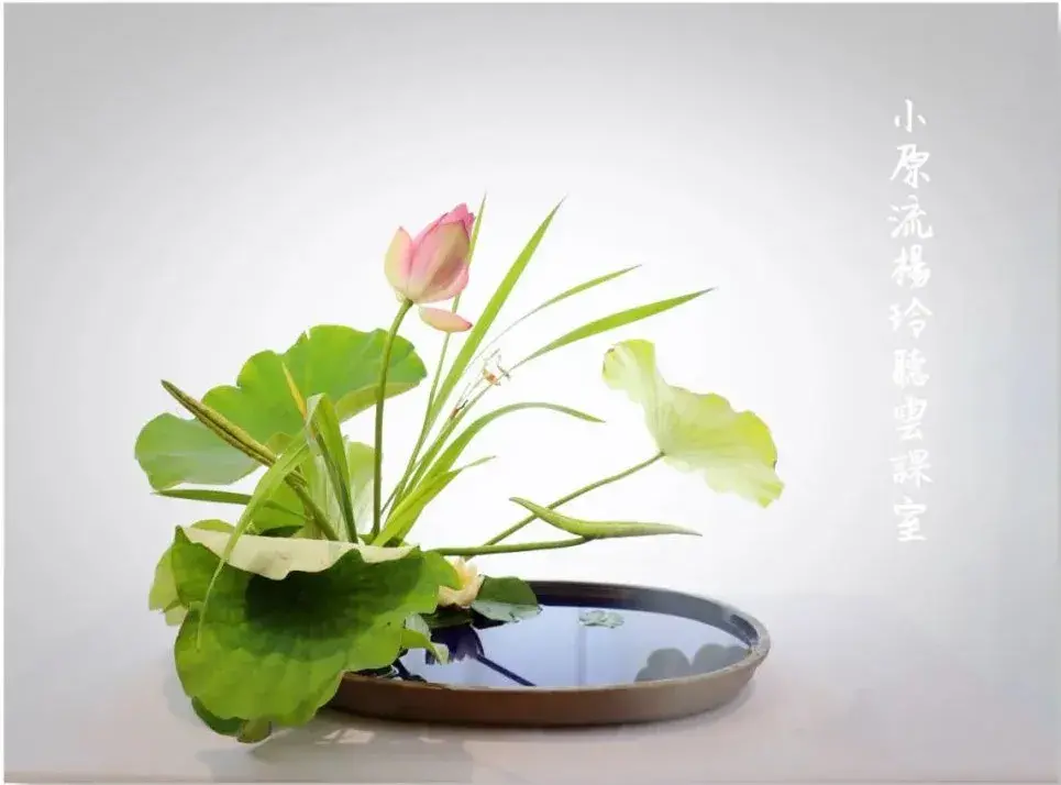 荷花插花美图第二波来袭,你最心仪哪一款?(荷花瓶插怎么养)