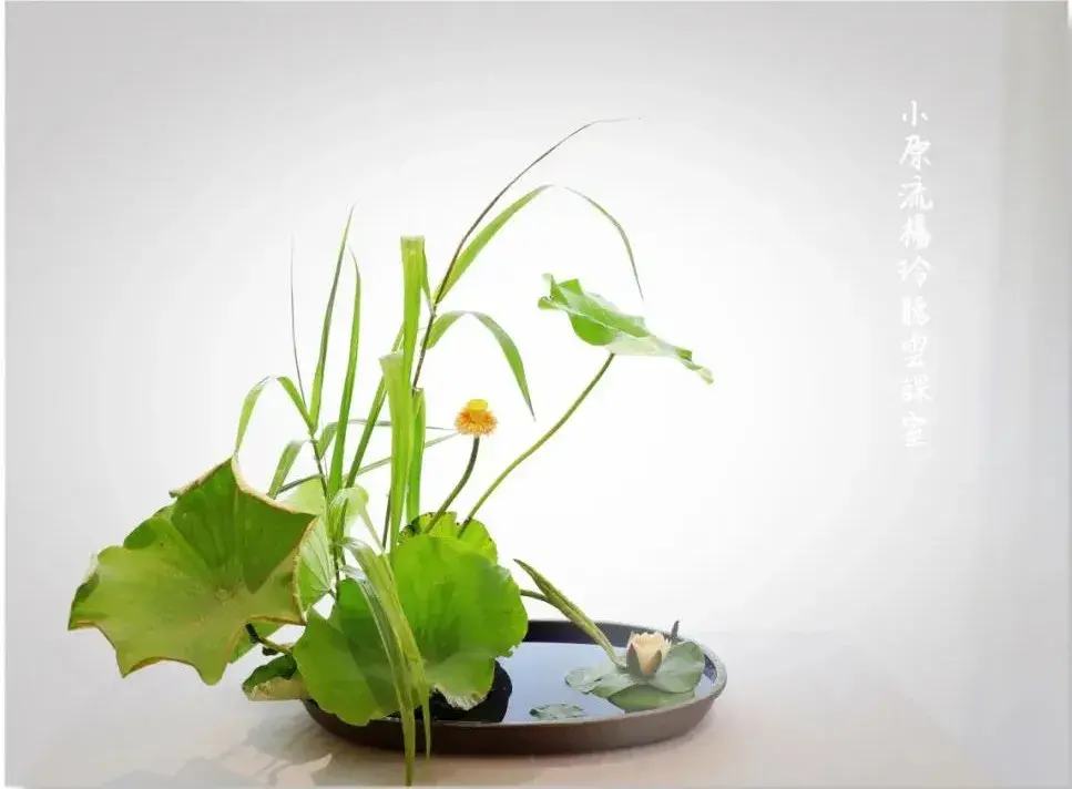 荷花插花美图第二波来袭,你最心仪哪一款?(荷花瓶插怎么养)