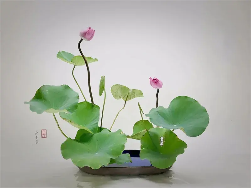 荷花插花美图第二波来袭,你最心仪哪一款?(荷花瓶插怎么养)