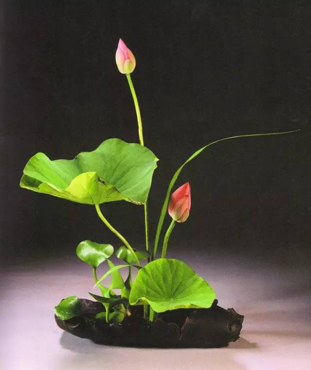 花道|插莲,莲花之意,唯有清心方可体会!(莲花图画优秀作品)