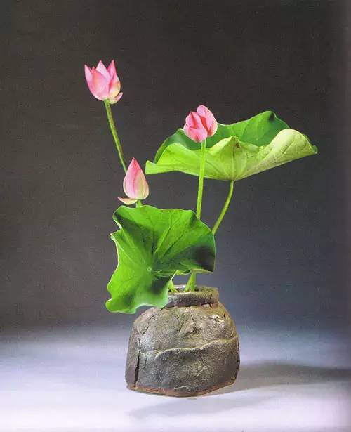 花道|插莲,莲花之意,唯有清心方可体会!(莲花图画优秀作品)