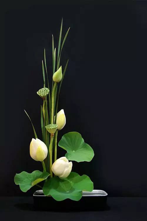 花道|插莲,莲花之意,唯有清心方可体会!(莲花图画优秀作品)