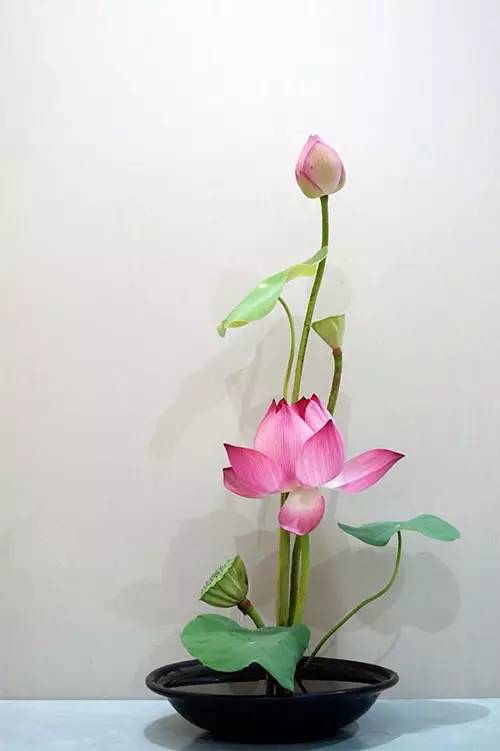 花道|插莲,莲花之意,唯有清心方可体会!(莲花图画优秀作品)