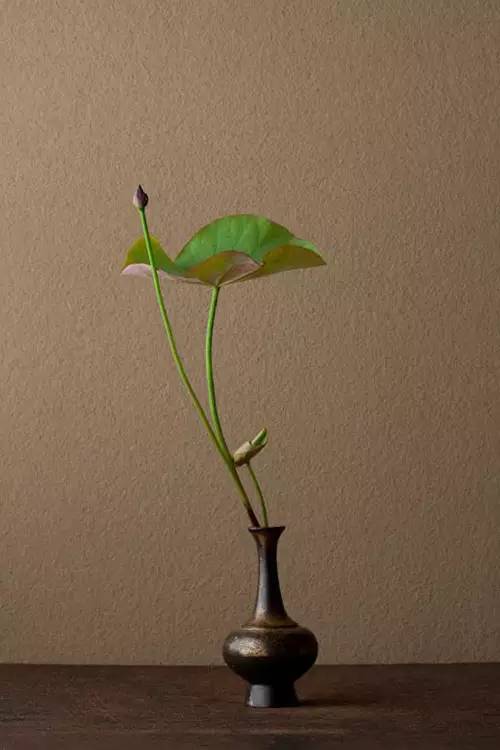 花道|插莲,莲花之意,唯有清心方可体会!(莲花图画优秀作品)