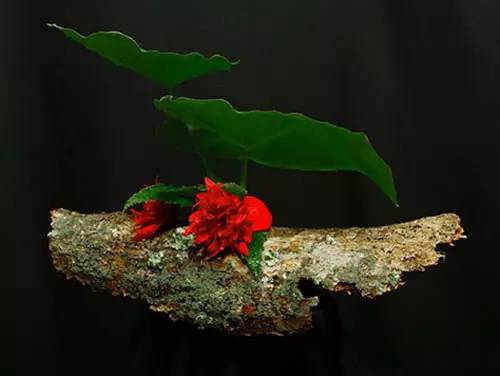 花道|插莲,莲花之意,唯有清心方可体会!(莲花图画优秀作品)