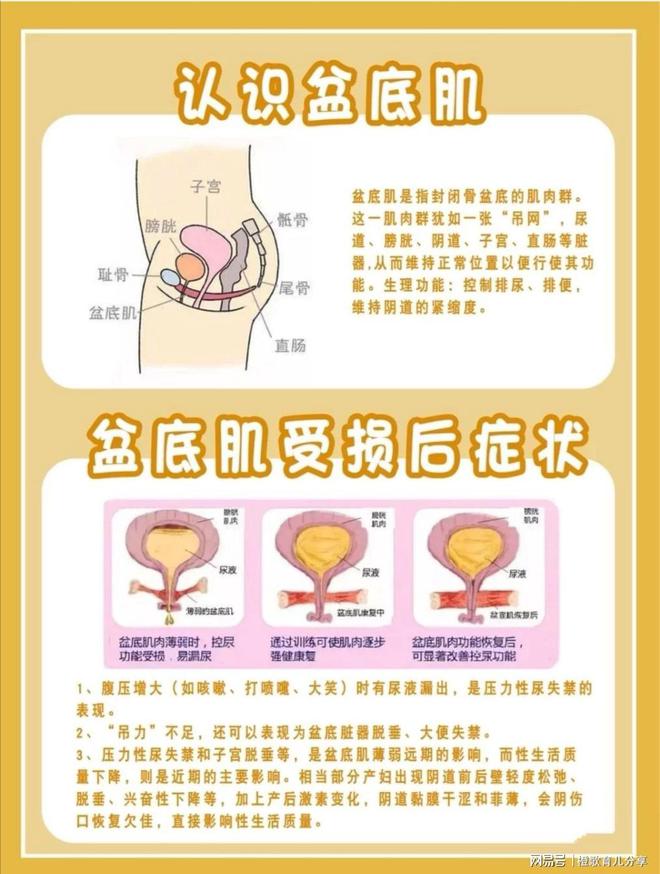 宝妈收藏|产后修复最全攻略告别妈妈肚-产后修复是怎么修复盆底肌的