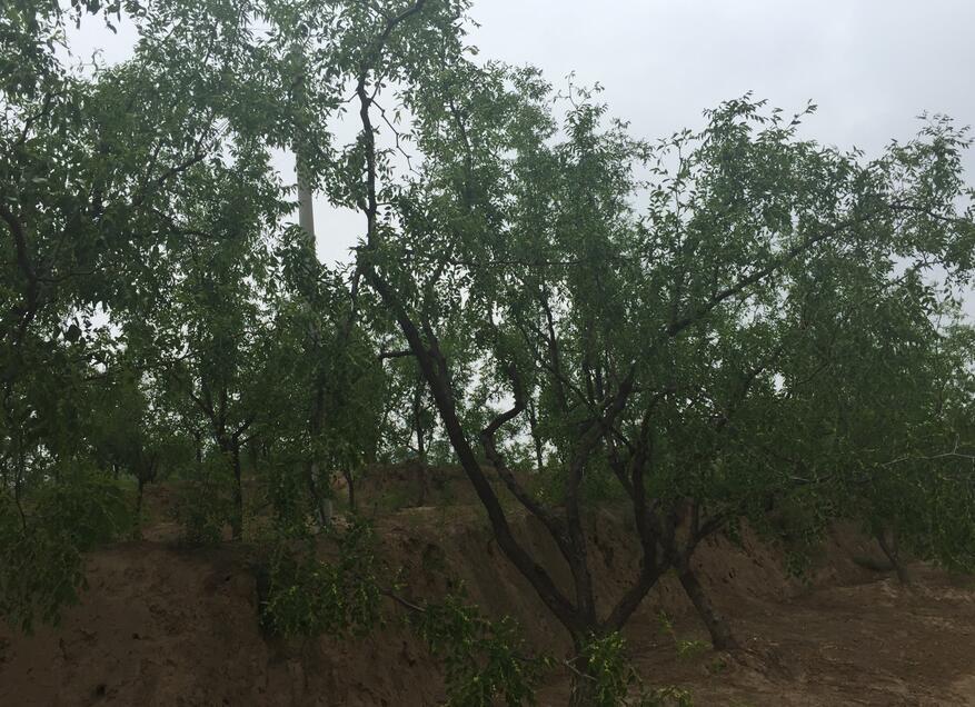 枣花蜂蜜的功效与作用?枣花蜜适合什么人喝?(枣花蜂蜜的功效与作用点是什么)