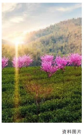 你买的茶叶正宗吗? 使用地理标志证明商标的“正确姿势”-地理标识茶叶