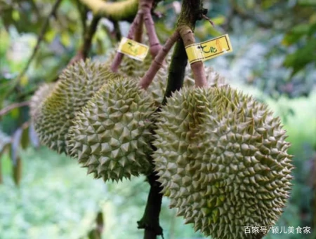 一棵树结果400多颗,榴莲为什么还那么贵?3个原因是关键,明白了(榴莲树为什么不结果)