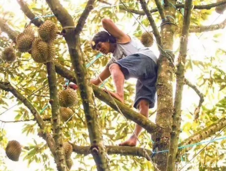 一棵树结果400多颗,榴莲为什么还那么贵?3个原因是关键,明白了(榴莲树为什么不结果)