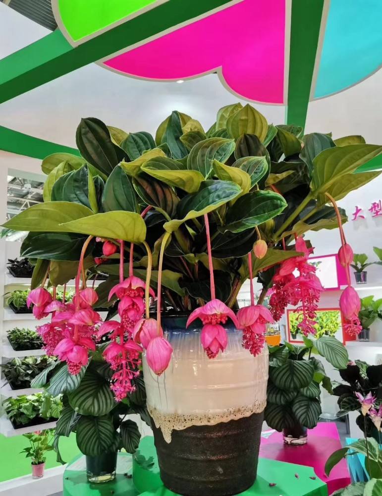 4种“贵族花”,漂亮又难养,价格上千元,养不了一年(比较贵族的名字)