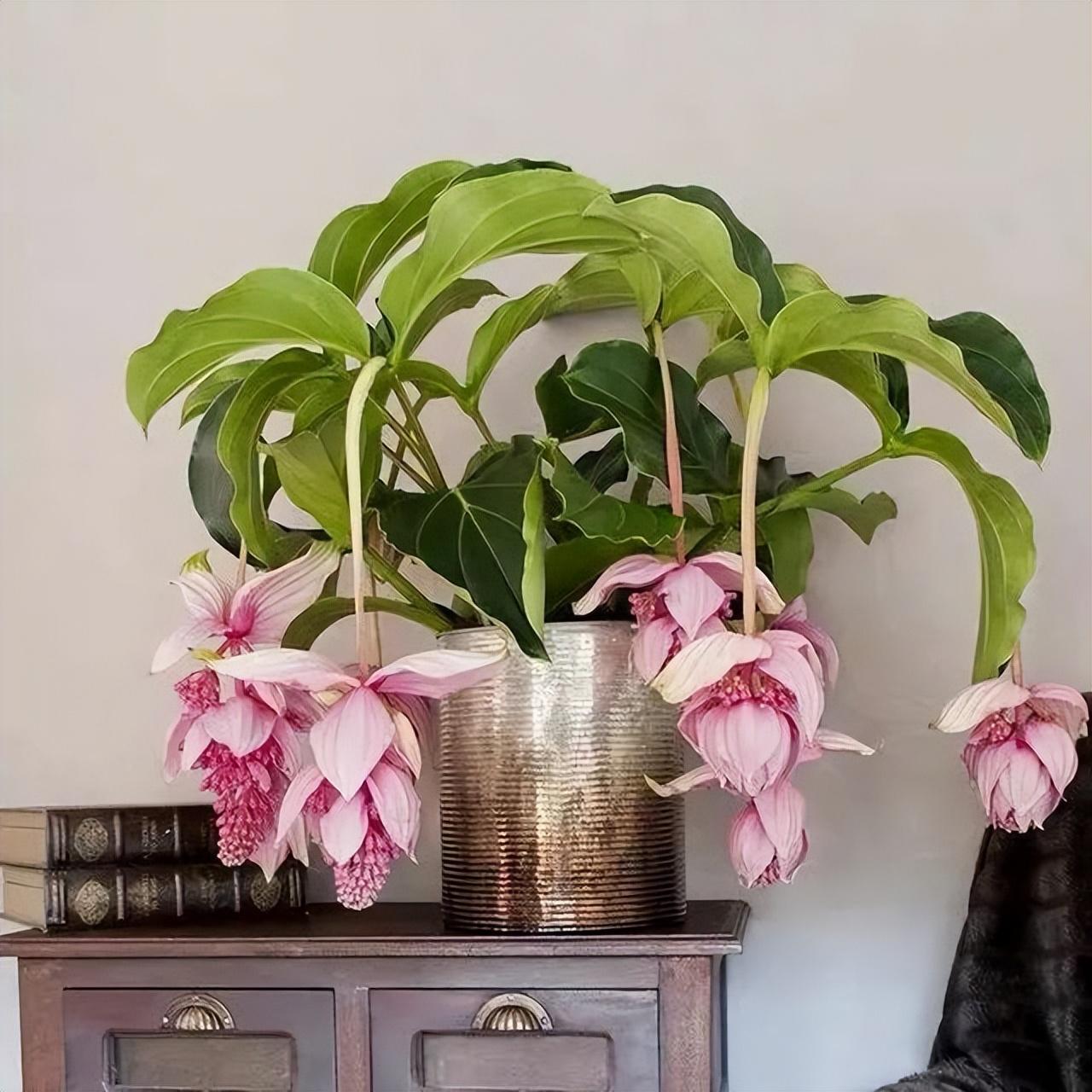 4种“贵族花”,漂亮又难养,价格上千元,养不了一年(比较贵族的名字)