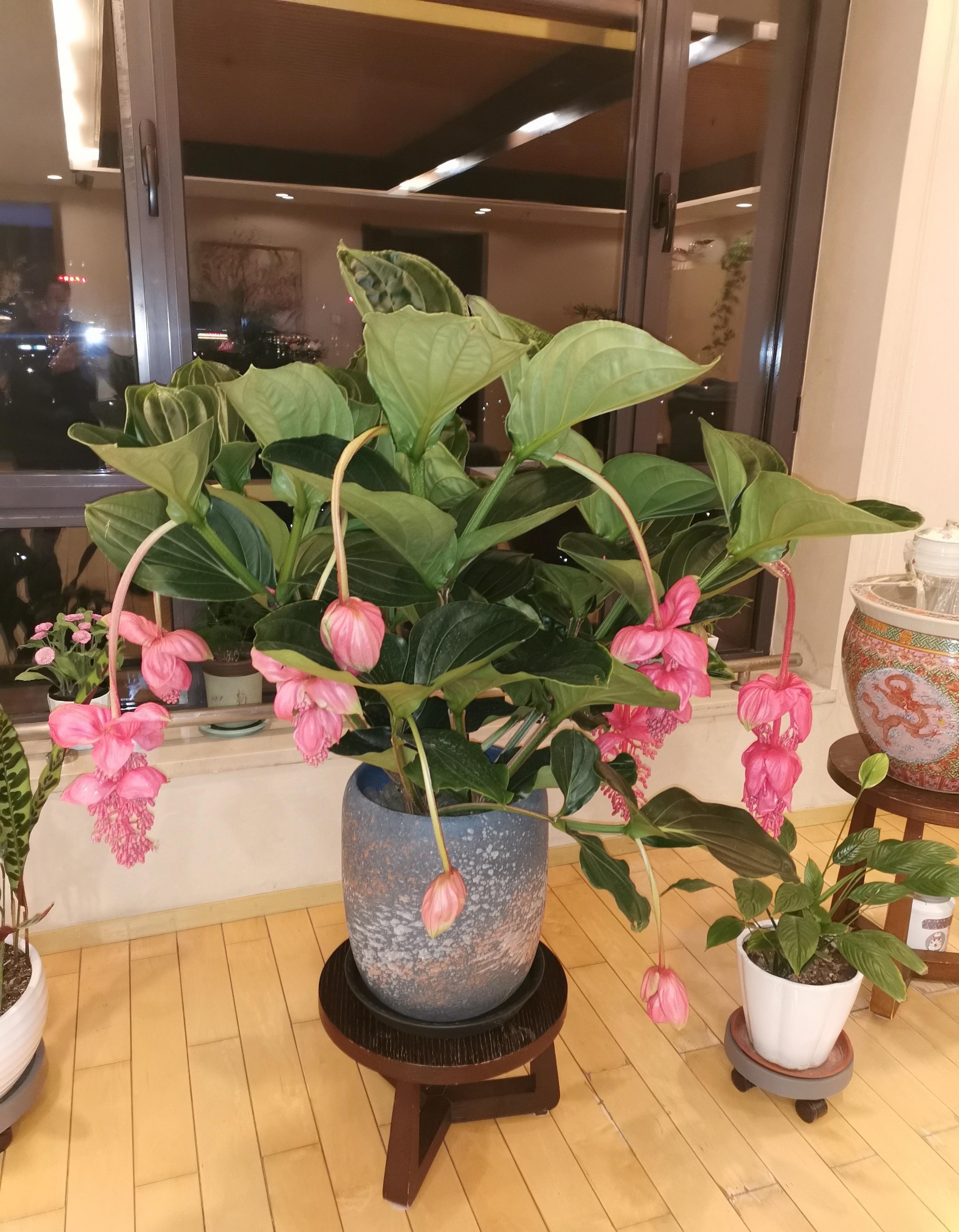 4种“贵族花”,漂亮又难养,价格上千元,养不了一年(比较贵族的名字)