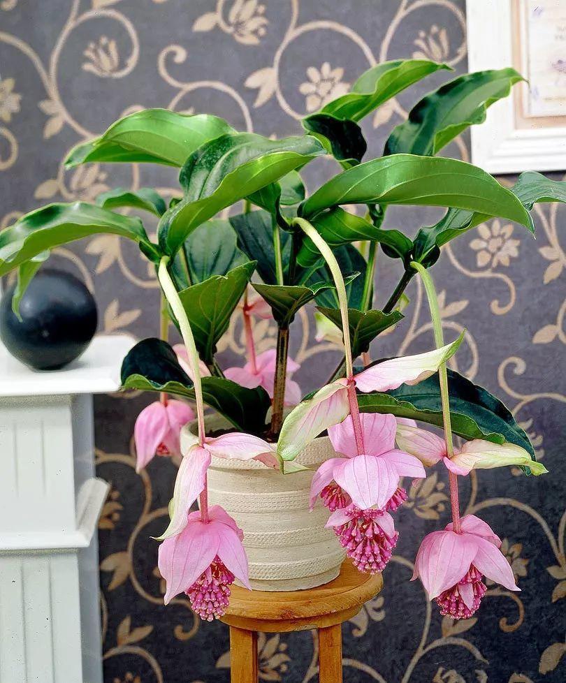 4种“贵族花”,漂亮又难养,价格上千元,养不了一年(比较贵族的名字)